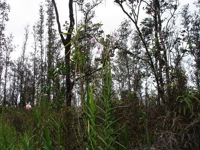 2nd image of Road 7 Opeapea Lot 4701
