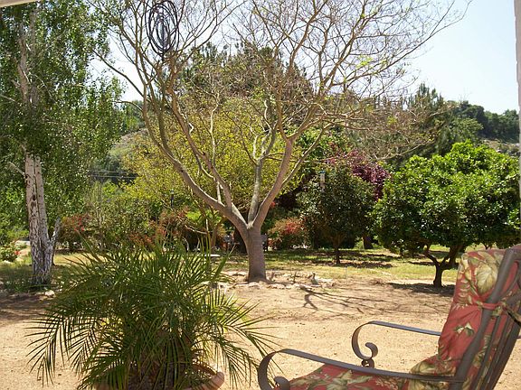 View of Orchard from Porch