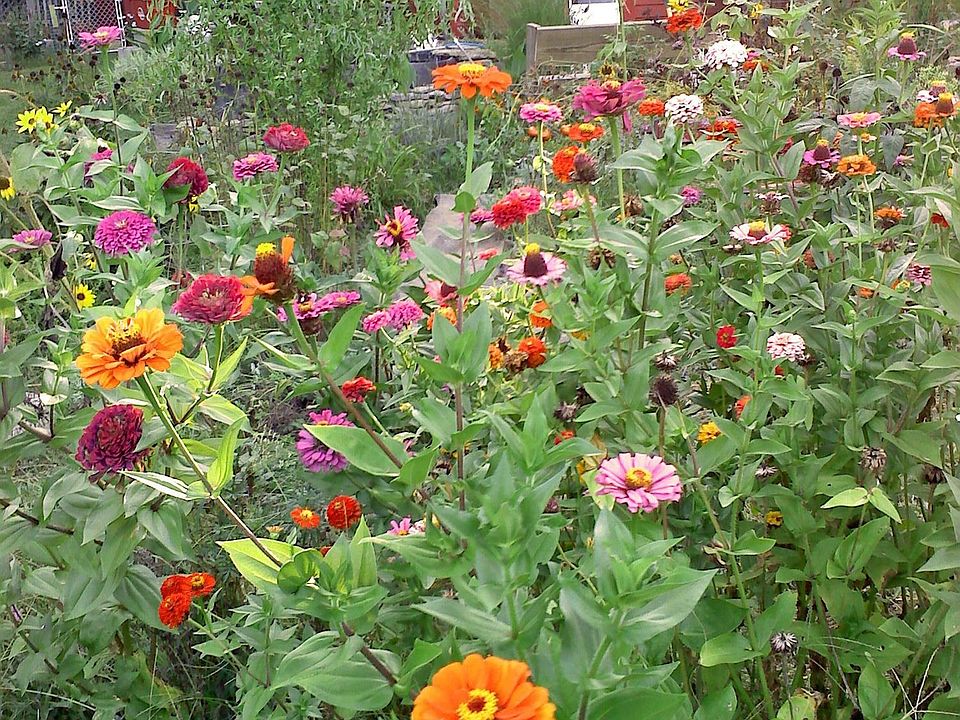 Beautifully landscaped yard