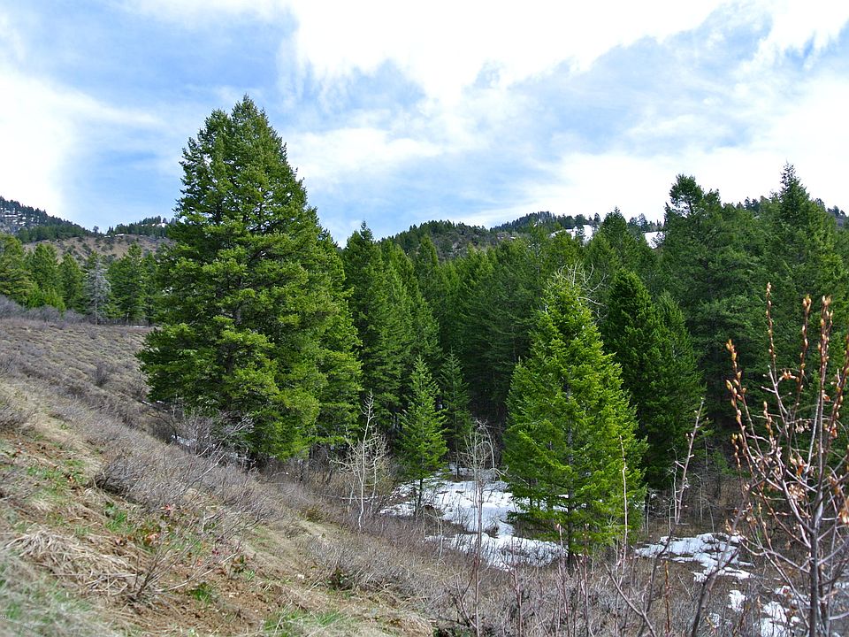 2nd image of Snow Forest Dr