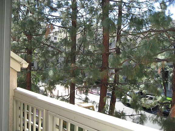 Tree Top Views From Deck