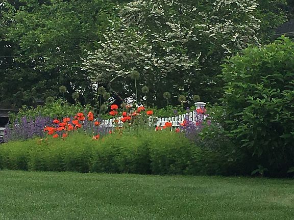 Spring in full bloom