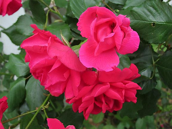 BEAUTIFUL LANDSCAPING