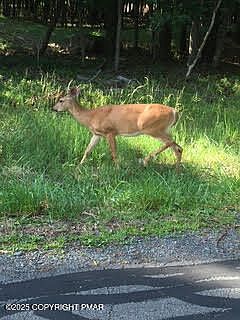 2nd image of LOT 53 Stony Hollow Cir