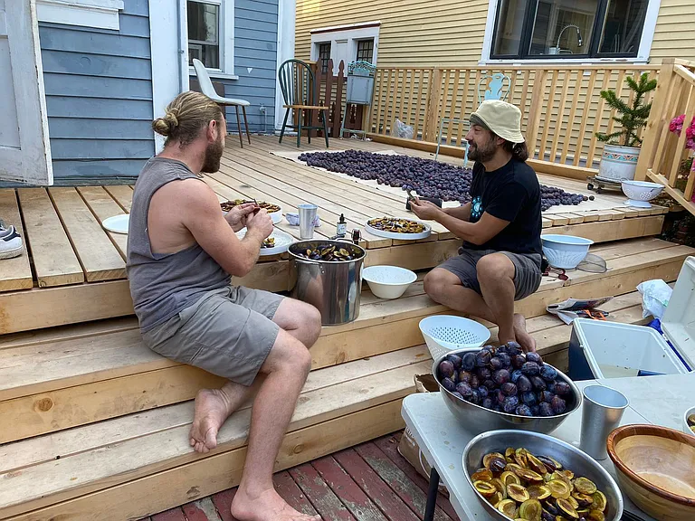 Backyard | New deck in action for Plum Harvest 2023! Our Italian Plum tree is part annual community project (usually late August), part mascot for Plum Duff House.