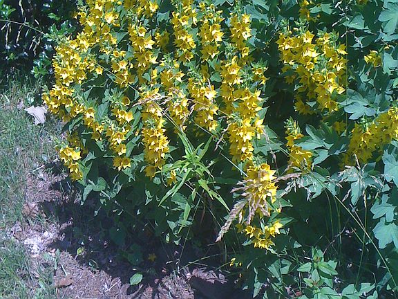 Spring perennial flowers