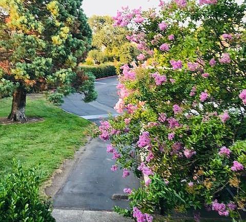 2nd image of 1863 Primavera Dr