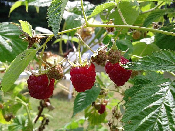 Organic Berries July & Sept.