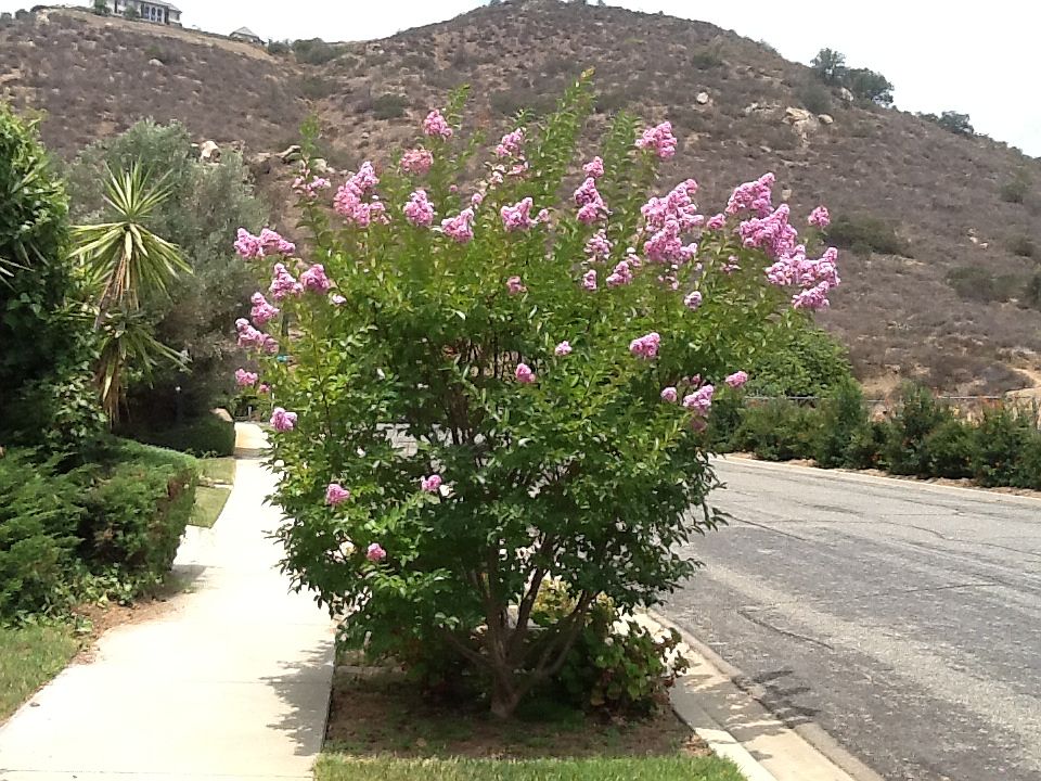 Crepe Mertle front yard