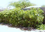 Producing Grape Vines