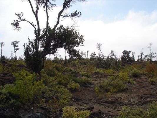 1st image of Ohia Dr Lot 7