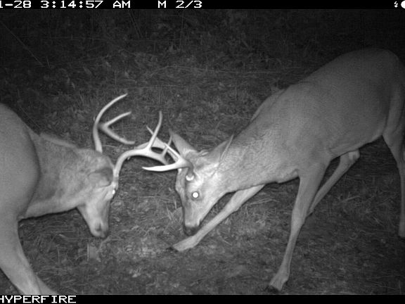 remote camera on property