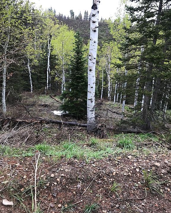 1st image of 772 Porcupine Loop