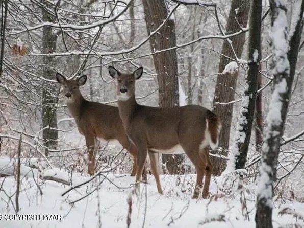 Caedman Dr, Albrightsville, PA 18210