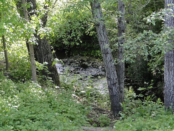 Summer view of Gilbert Creek