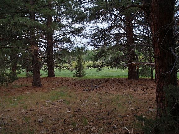 Trees on lot (looking west)