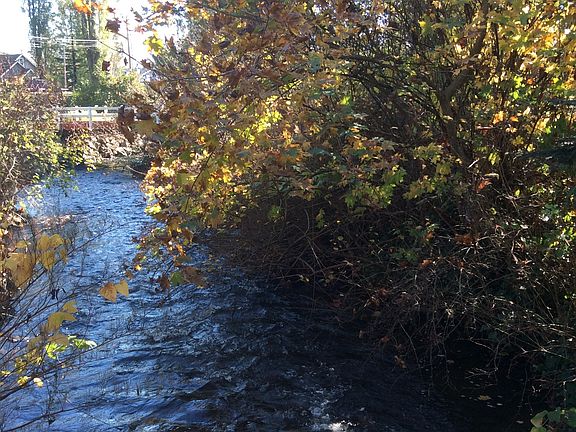 beautiful Swamp Creek