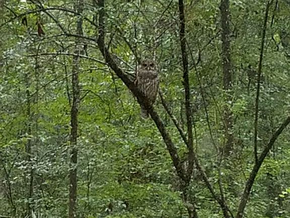 Owls 