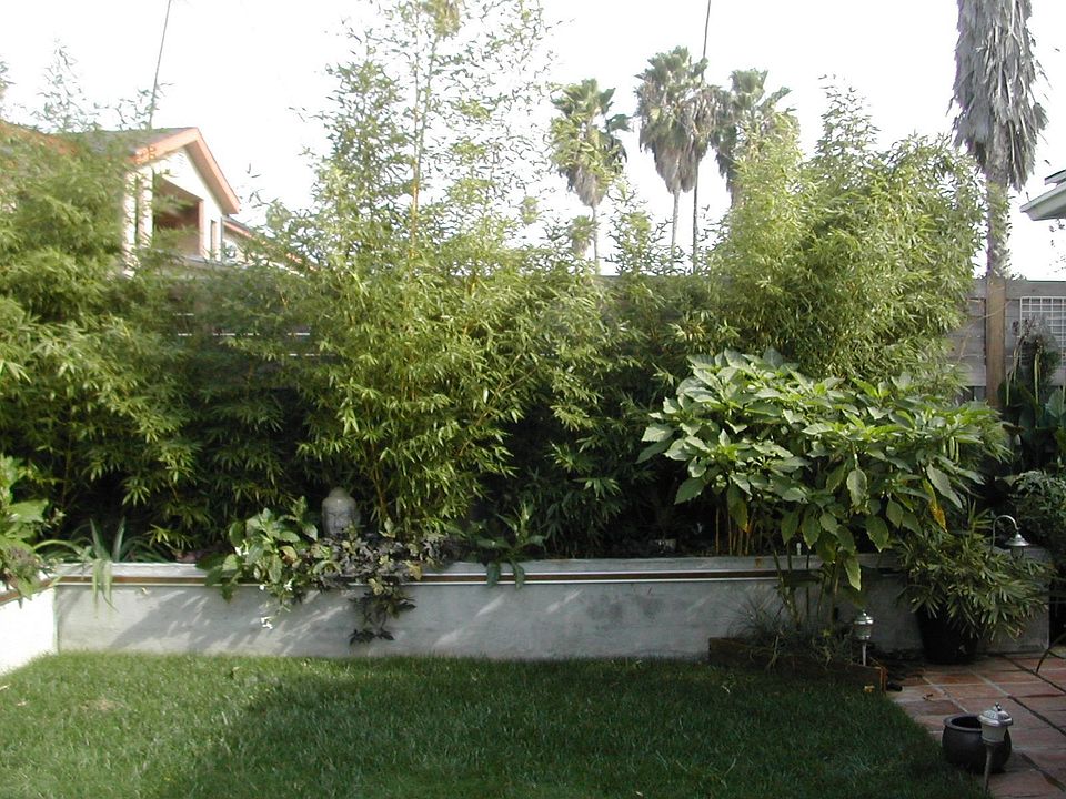 back yard