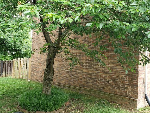 Nice shade tree on the side.