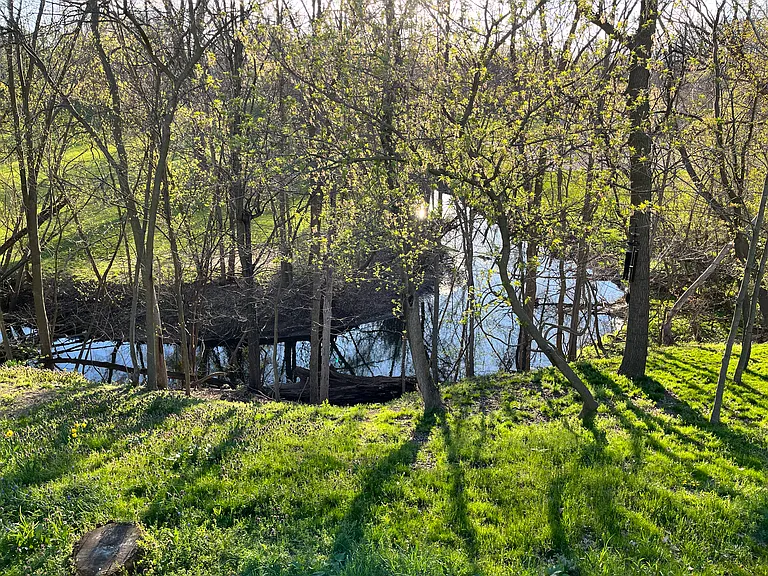 backyard; property backs up to creek and local park