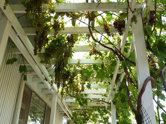 Grape Season, in the past