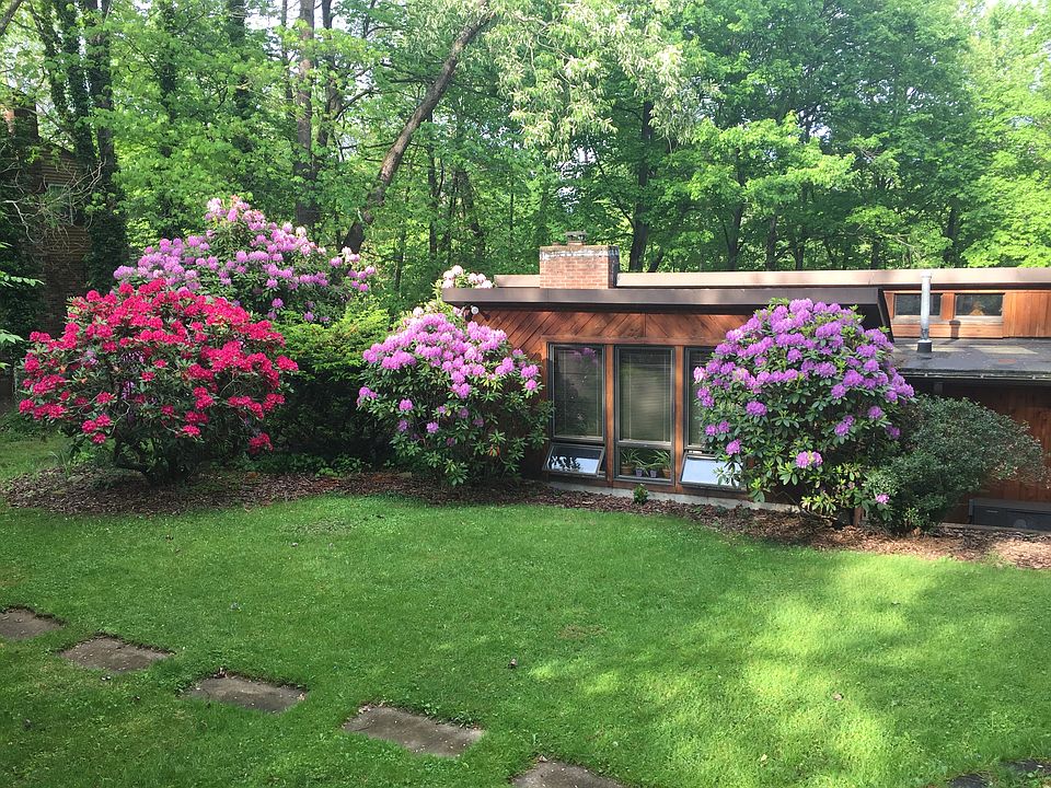 Mature spring bushes bloom 