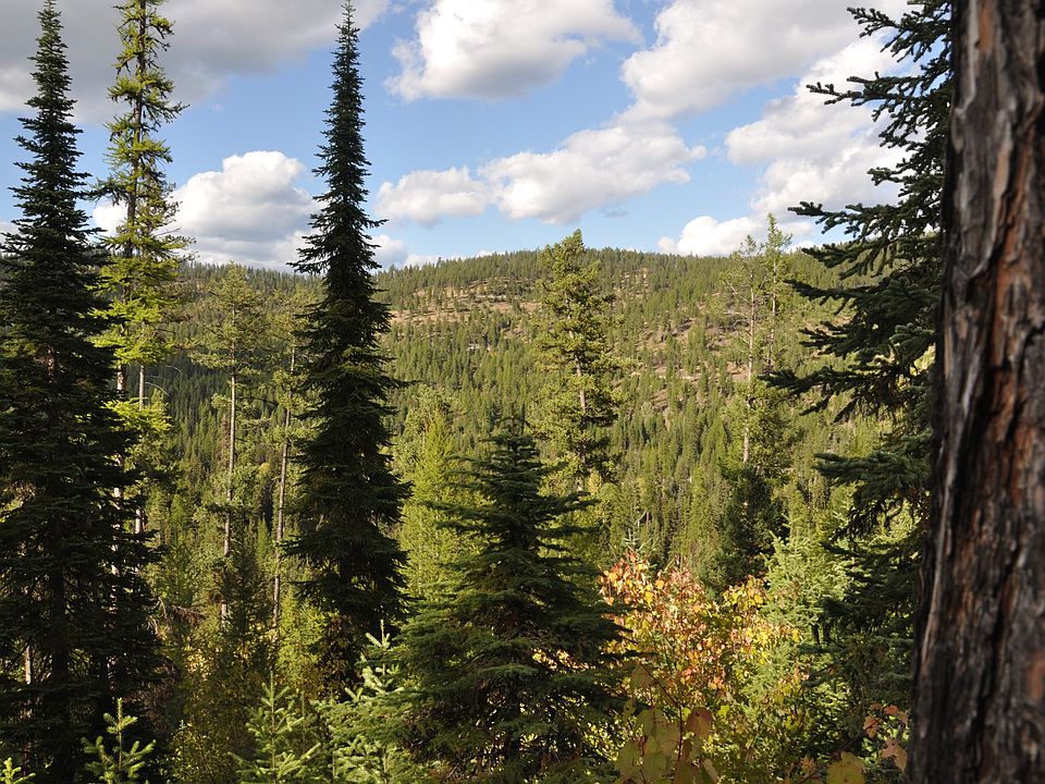 1st image of Nhn Golden Larch Dr