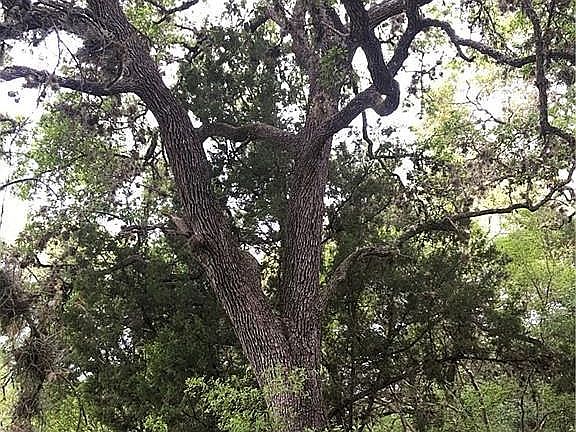 3rd image of 104 Yaupon Ct
