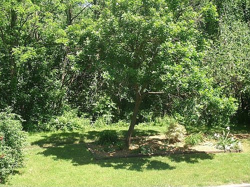 front yard: Wyman Park