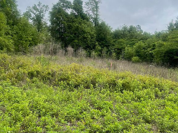 4th image of Blue Springs Rd
