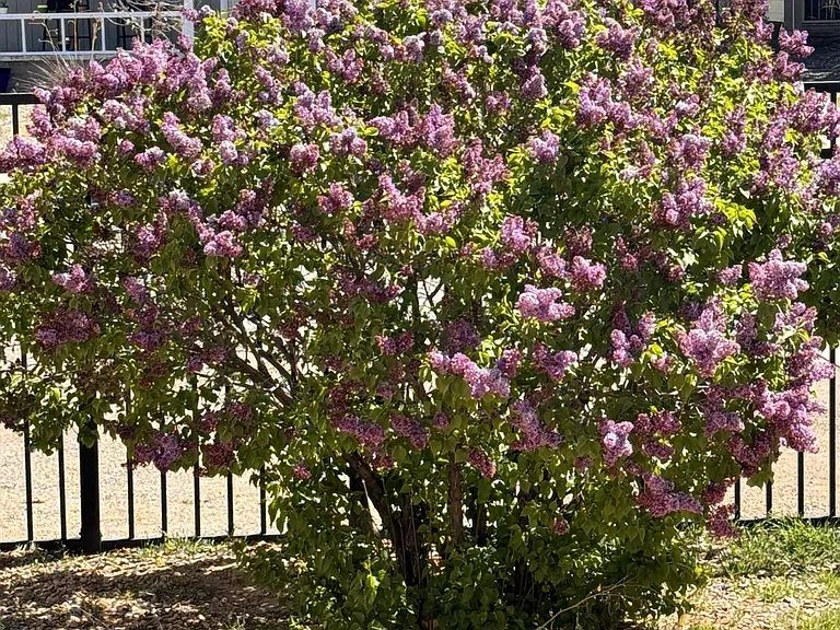 Lilac!