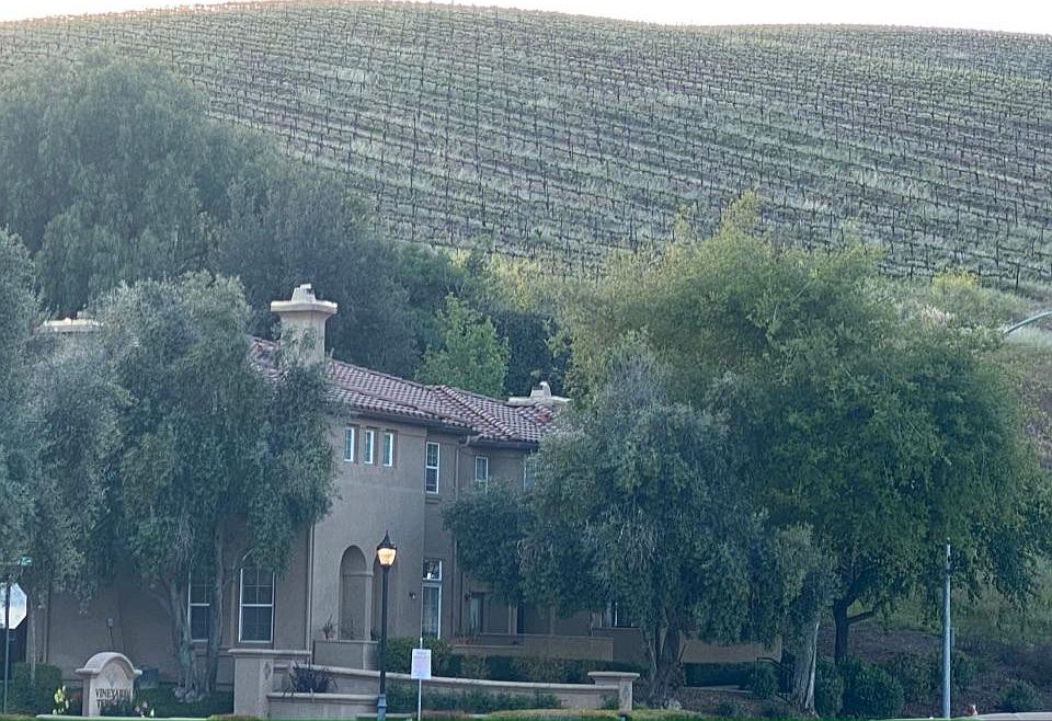 Neighboring vineyard.