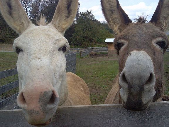 George & Phil