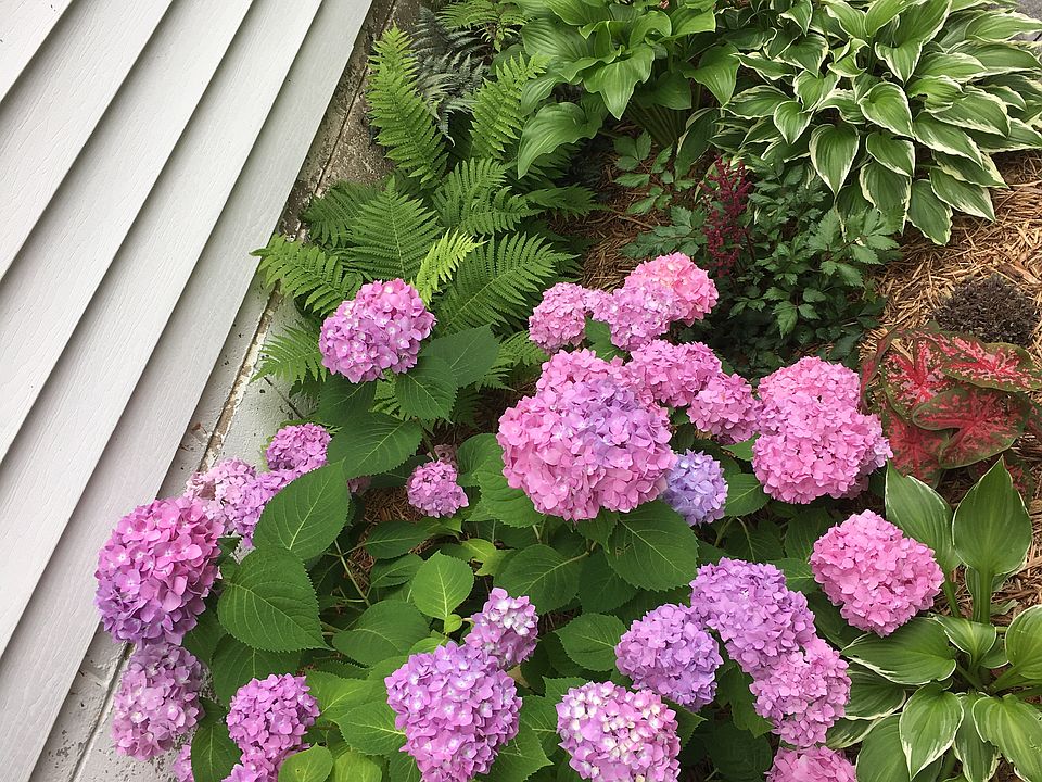 North Shade Garden