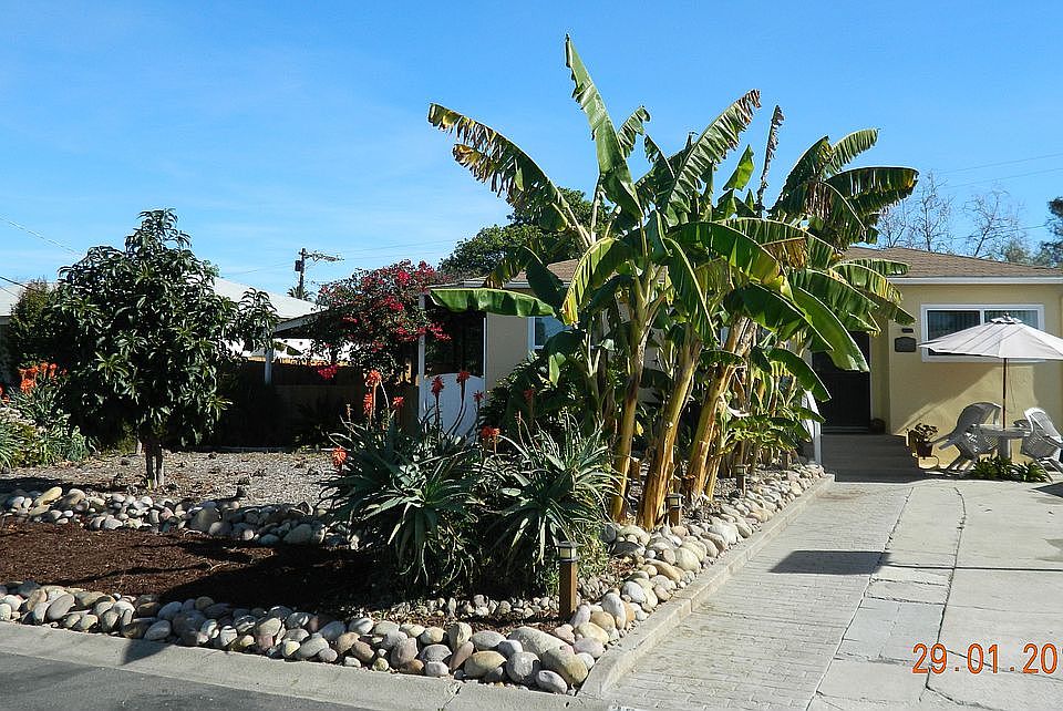 Banana Trees produced once a year