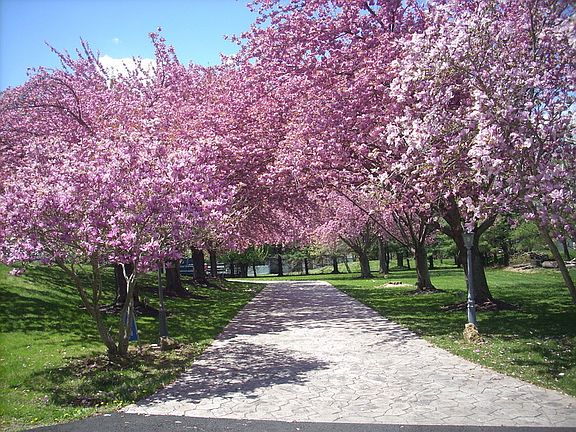 Driveway in Spring time