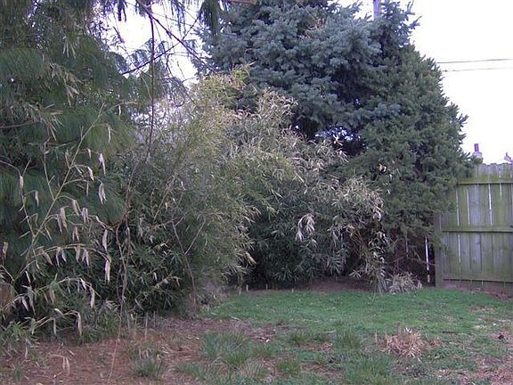 Rear Yard