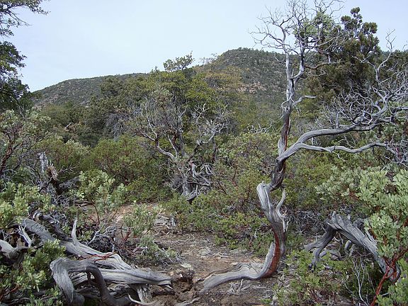 4th image of LAND/LOT Firestar Ln Lot 116