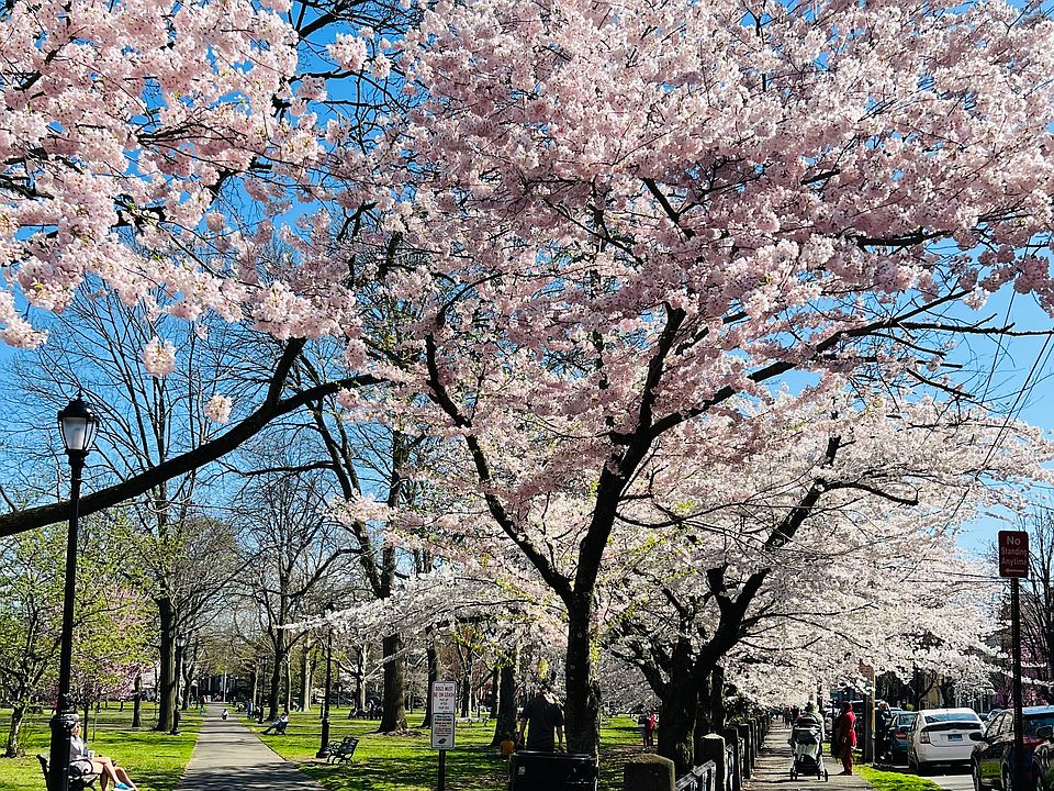 Located directly on Wooster Square plated with magnificent Yashino Cherry Trees