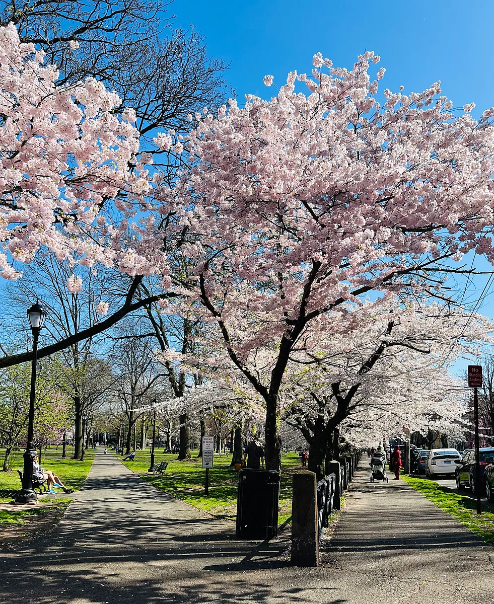 Located directly on Wooster Square plated with magnificent Yashino Cherry Trees - 28 Academy St