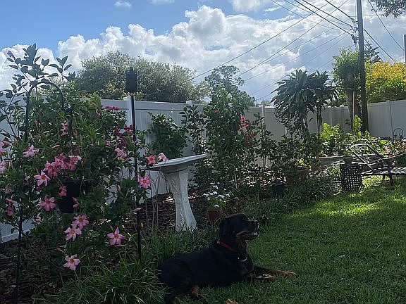 Fenced back yard