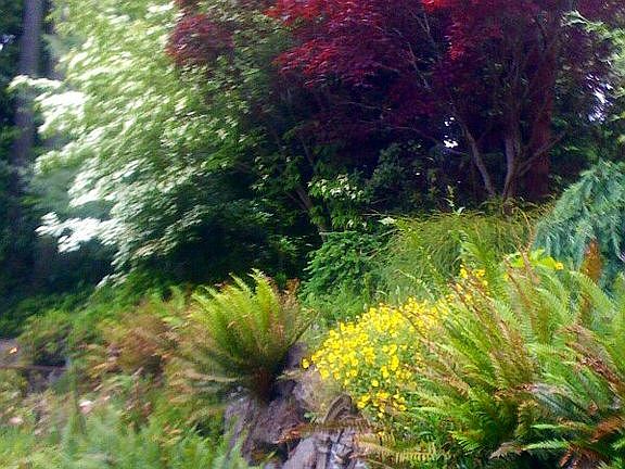 Dogwoods and maples