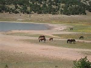 wild horses