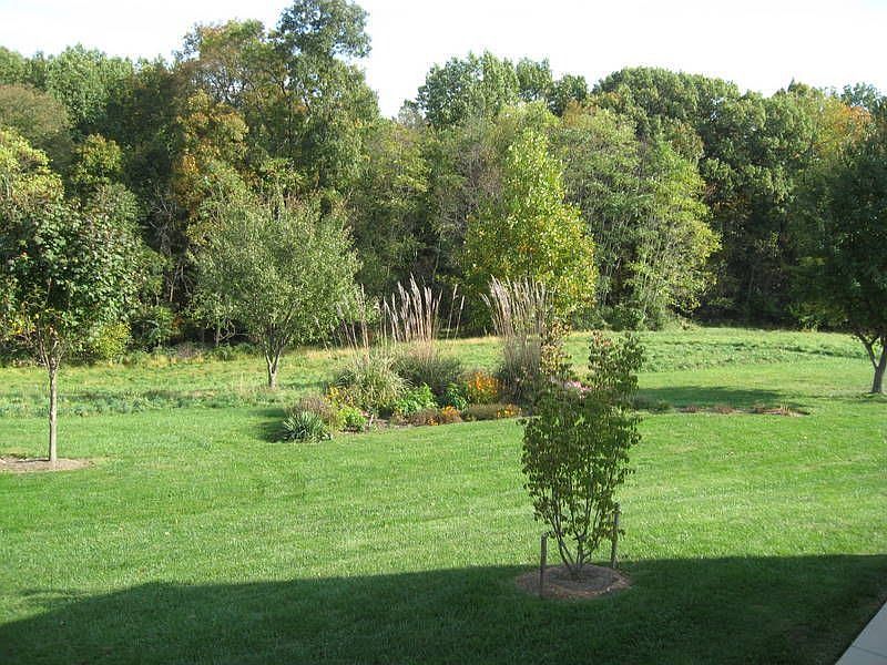 Backyard1