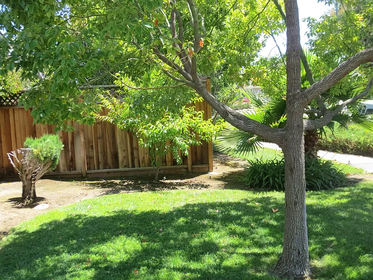 Front Yard