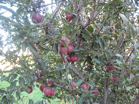 Apple trees 2012