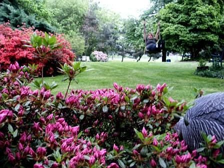 Front Yard in Summer