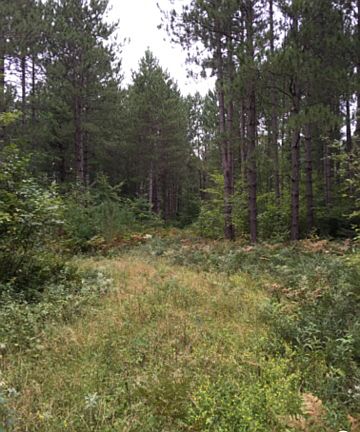 Logging road cleared