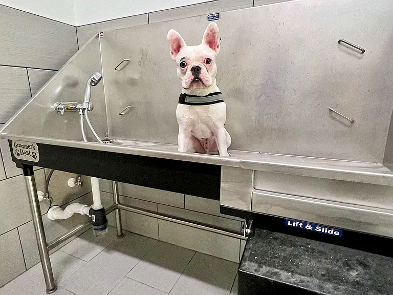 Pet Wash Station